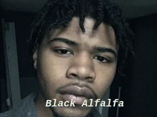 Black_Alfalfa