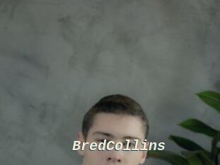 BredCollins
