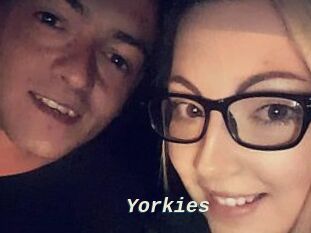Yorkies
